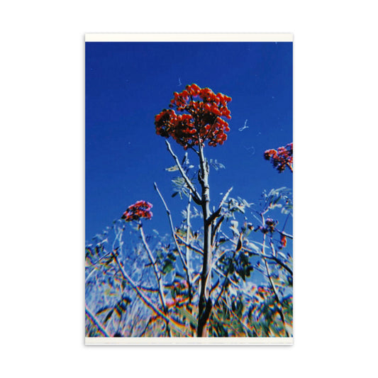 Red bloom - Standard Postcard